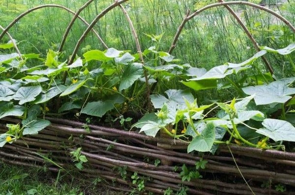 Программа «Секреты Иова-горошника»