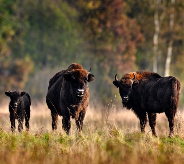 Трансфер в Беловежскую пущу и Брестскую крепость (туда и обратно)