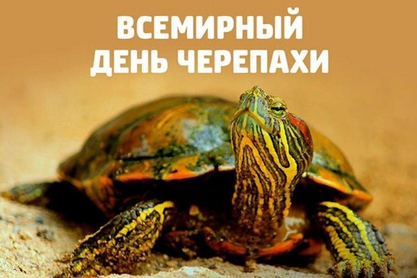 «Всемирный день черепахи»