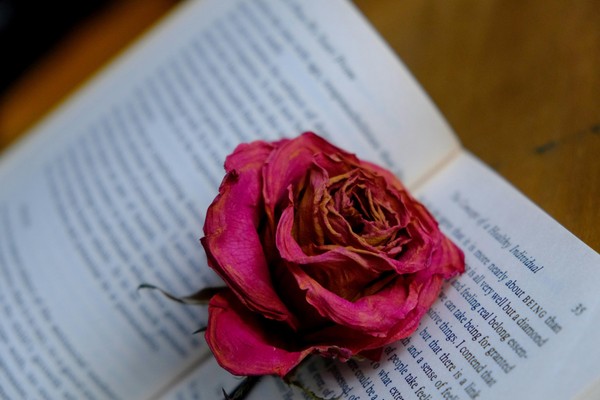 Книжный клуб «Библиотерапия: целительная сила Книги»