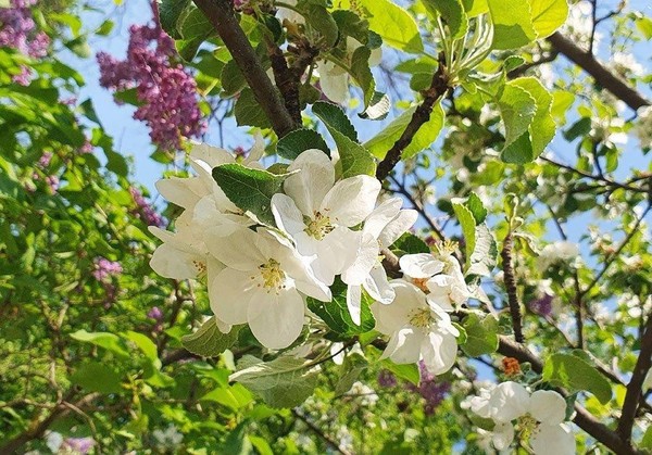 Литературно-музыкальная программа «Майский сад»