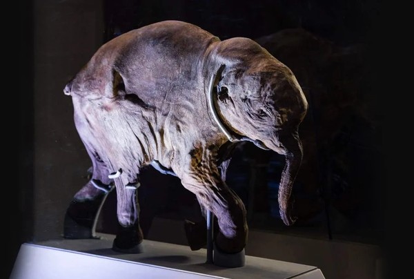 40 000 лет и зим. Долгий сон мамонтёнка Любы