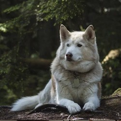Карельские хаски и мраморный мир
