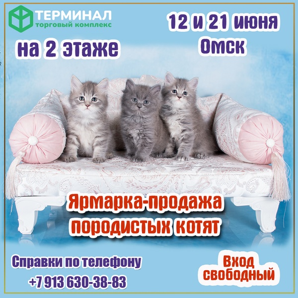 Ярмарка породистых котят в ТК Терминал