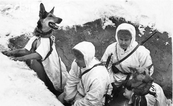 «Животные на Великой отечественной войне»