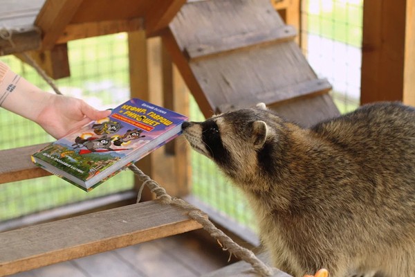 Книжки и енотики