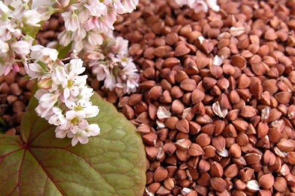 Программа «Секреты Акулины-гречишницы»