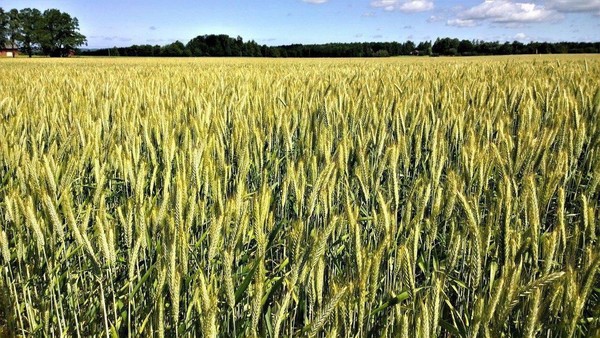 Час русской культуры «День Фита и Амоса»