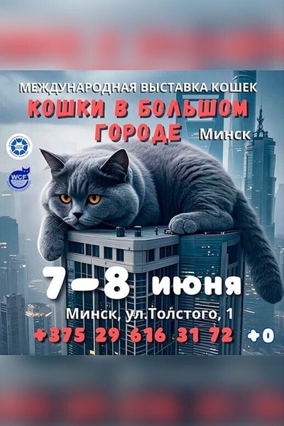 Международная выставка породистых кошек и котят «Кошки в большом городе»