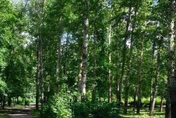 Фольклорные гулянья «Светлый праздник Троицы»