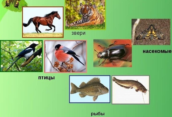 Экологическая викторина «Рыбы. Птицы. Звери»