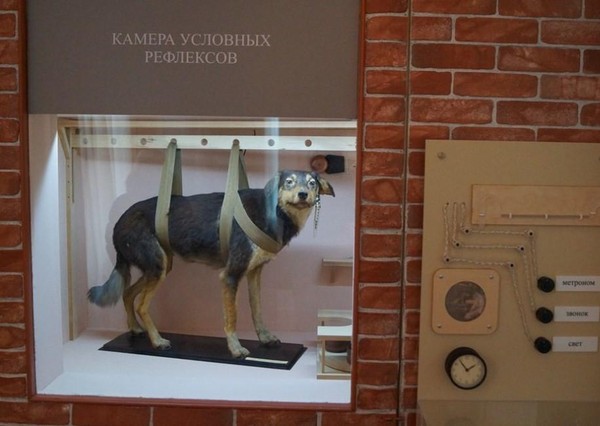 Экскурсия «Рефлексы условные и безусловные»