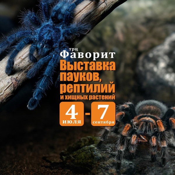 Выставка пауков | Паучья нора