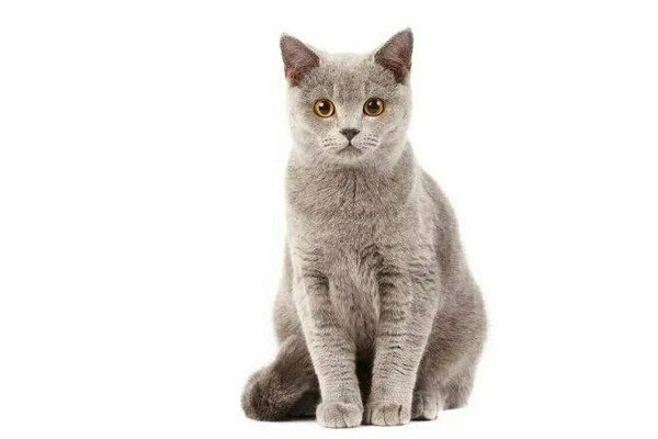 «Всемирный день кошек»