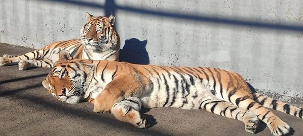 «День кошек»