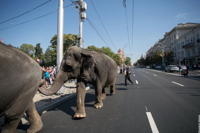 Слона по городу водили…