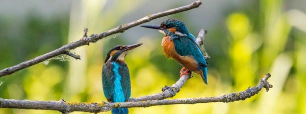 Almaty BirdFest  2025