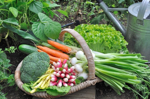 Информационный экскурс «Вкус лета»