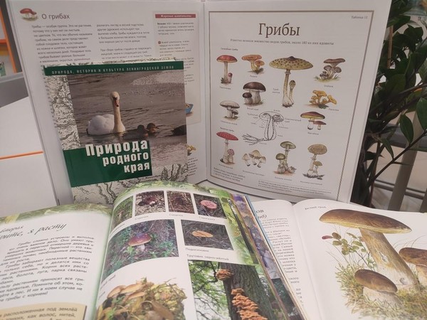 Грибная корзинка