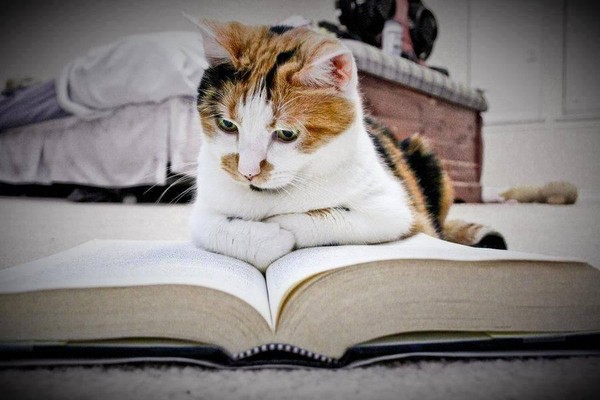 Экологический час «Кошки. Кошки? Кошки!»