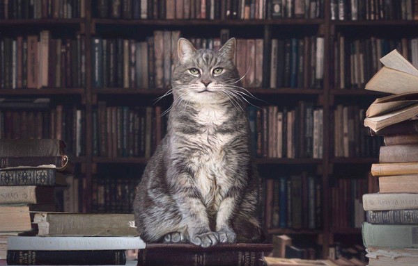 «Литературные коты»