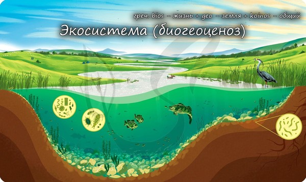 Информационная программа, посвященная экологическому просвещению «Что такое экосистема?»