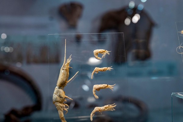 Тематическая экскурсия «Охотское море и его обитатели»