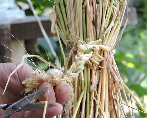 Объект электронного реестра «Технология изготовление соломенной куклы в селе Кузовка»