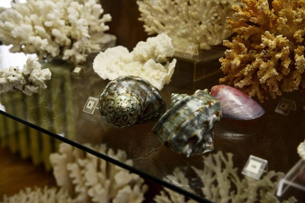 Экскурсия «Морской калейдоскоп»