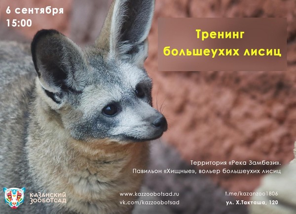 Тренинг большеухих лисиц