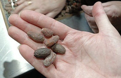 Сладкая сказка (пешеходная экскурсия на шоколадную фабрику Frais с мастер–классом)
