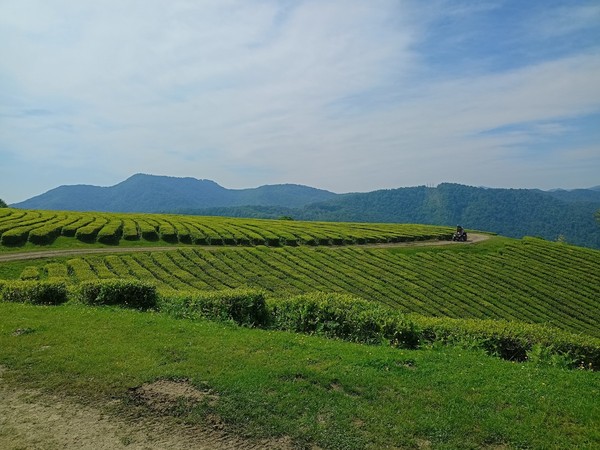 Лекция-прогулка «Сочинский чай: былое и настоящее»