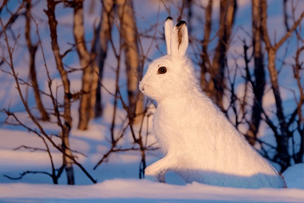 Зайчик-беляк и его зимние тайны