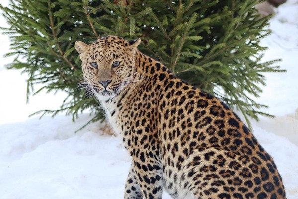 Показательное кормление