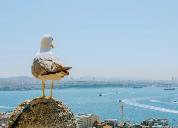 Прогулка по Босфору «All inclusive!»