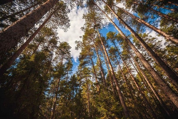 День информации «Места родные, заповедные»