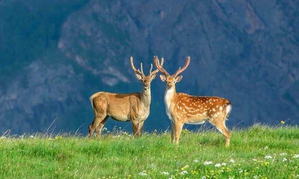 День заповедников и национальных парков России