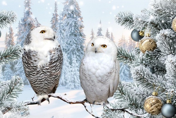 «Афиша на январь 2026»