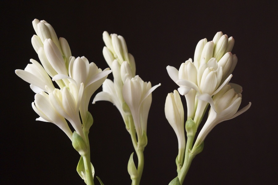 Ольфакторная встреча «Тубероза - цветок ночного света»