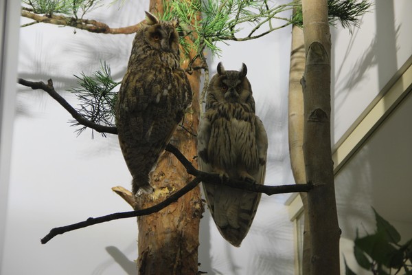 Лекция «Жители леса»