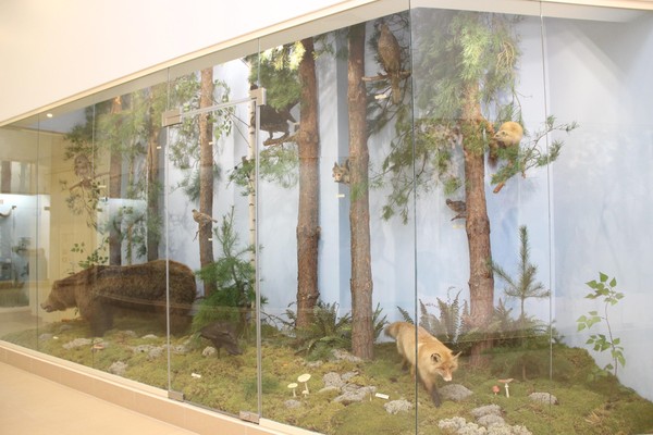 Экскурсия по Залу природы Мордовского краеведческого музея