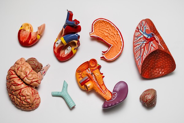 Как устроен человек?