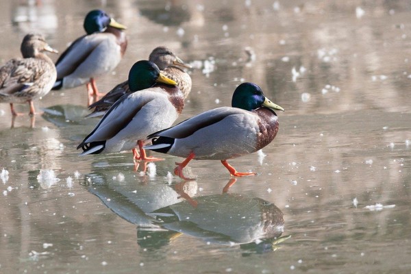 Подведение итогов акции «Большой год по Рязанской области»