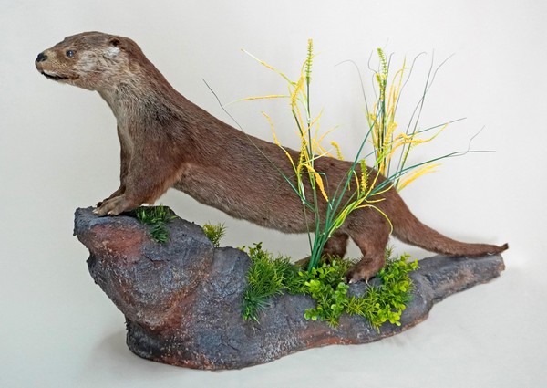 Экскурсия по выставке «Заповедное Белогорье»