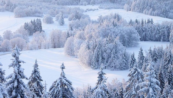 Сердце на снегу