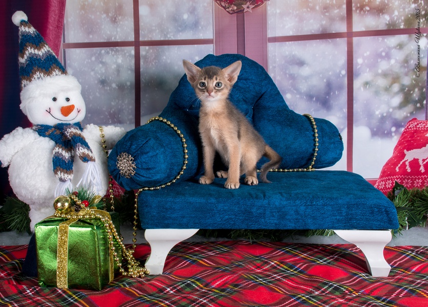 Ярмарка породистых котят