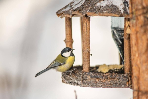 «Трудно птицам зимовать»: страничка о птичках