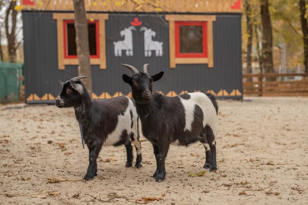Экскурсия в выходные дни в парк альпак «Пача мама»
