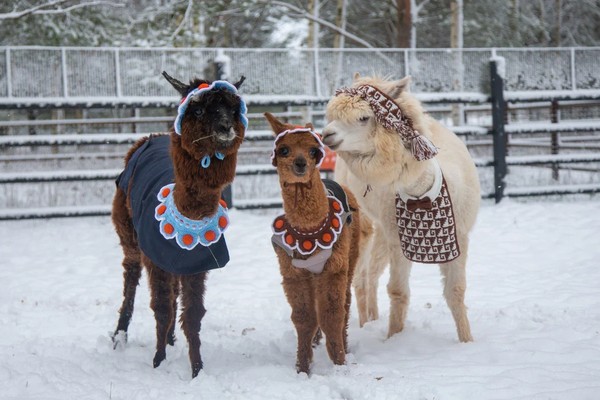 Экскурсия в парк альпак