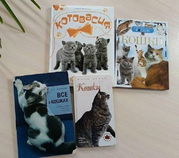 Познавательный час «Живут на свете кошки»